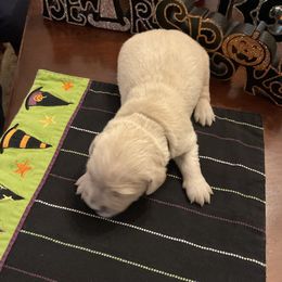 Golden Retriever Puppies from Tupelo Honey Farm's Golden Retrievers