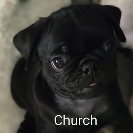 Church - Black male Pug puppy in Madera, California from Hills Pugs
