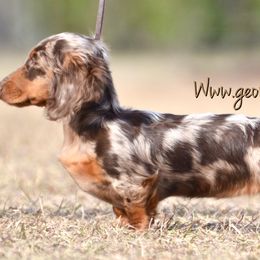 Dachshund Puppies from MyGaDachs