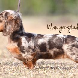 Dachshund Puppies from MyGaDachs