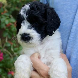 Rolly - Black male Labradoodle puppy in Dothan, Alabama from Circle City Labradoodles