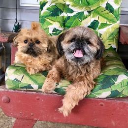 Buyer reviews - Shih Tzu