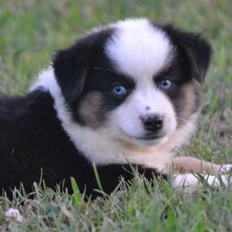 DiamondR Valor - Black tri male Miniature Australian Shepherd puppy in Gravette, Arkansas from DiamondR Mini Aussies @ DiamondR Farm & Kennel