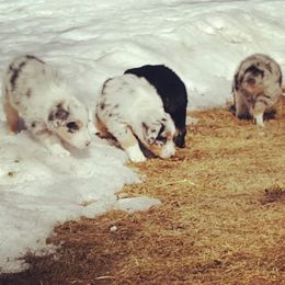 Australian Shepherd Puppies from Diamond Aussies N the Rough