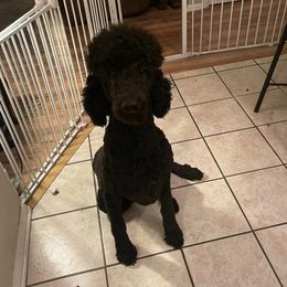 Poodles from Moonlight Poodles