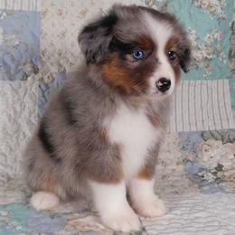Rose - Blue merle Miniature American Shepherd puppy in Harrison, Ohio from Fetching Toy Aussies