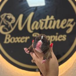 Girl 1 - Brindle female Boxer puppy in Orlando, Florida from Martinez AKC Boxers of Central Florida