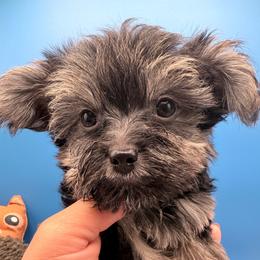 Marlon - Tan male Yorkshire Terrier puppy in Georgia & Florida, Georgia from Fiesta Pups