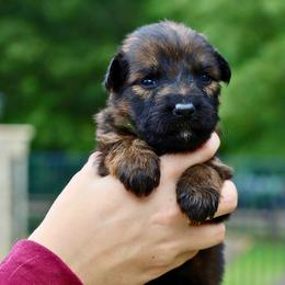 Kermit - Sable male German Shepherd puppy in Canton, Texas from WILDWOOD GERMAN SHEPHERDS