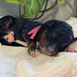 Pink - Tri-color female Bernedoodle puppy in Hesperia, Michigan from Red Acres Poodles & Doodles