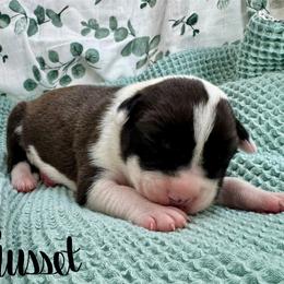 Russet - Seal brown male American Pit Bull Terrier puppy in Nine Mile Falls, Washington from Bartin Kennels