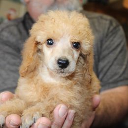 English Springer Spaniel and Poodle Puppies from Haskeez