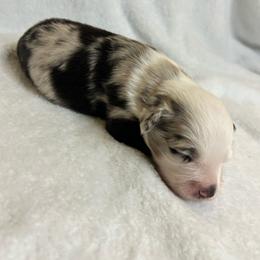 George - Blue merle male Australian Shepherd puppy in Beach City, Texas from Salt N Sass Aussies