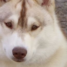Siberian Huskies from Saturn's Siberians