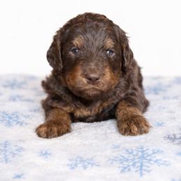 Auburn - Black phantom female Aussiedoodle puppy in High Point, North Carolina from Kingsfield Doodles