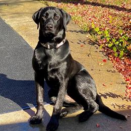 Labrador Retrievers from Pearl River Retrivers