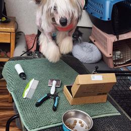 Chinese Crested Puppies from Zion's Chinese Cresteds