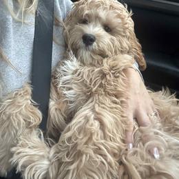 Cavapoo All Grown Up from WW Cavapoos