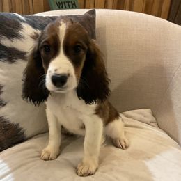 June - Black white and tan female English Springer Spaniel puppy in Comer, Georgia from Stratton Spaniels