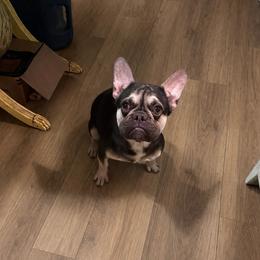 Kit Kat - Tricolors female French Bulldog puppy in Alexandria, Virginia from Boss Lady Kennel