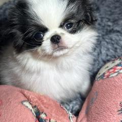 Male black and white - Black and white male Japanese Chin puppy in Salem, Oregon from Chinnychinchinofsalem