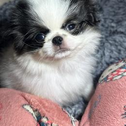 Male black and white - Black and white male Japanese Chin puppy in Salem, Oregon from Chinnychinchinofsalem