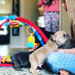 French Bulldog Puppies from Honey Bee Frenchies