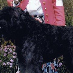Bouvier des Flandres from Deewal Bouviers, reg.