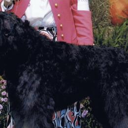 Bouvier des Flandres from Deewal Bouviers, reg.