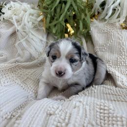 Juliet - Blue merle female Miniature American Shepherd puppy in Henrietta, New York from Morning Glory Minis