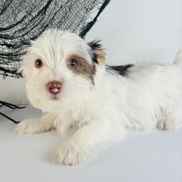 Parti boy - Parti male Yorkshire Terrier puppy in Gainesville, Georgia from Country Dog Kennels.