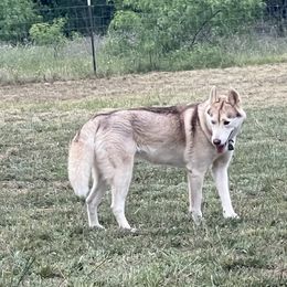 Baby Girl - Siberian Husky