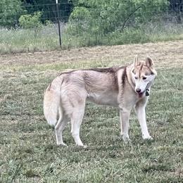 Baby Girl - Siberian Husky