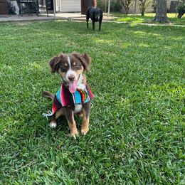 Australian Shepherd and Miniature Australian Shepherd Puppies from Integrity Aussies Tx