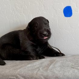 Blue - Black male German Shepherd puppy in Buckeue, Arizona from Légende Vivante Du Chief Kennel
