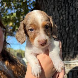 Acorn - Dapple male Dachshund puppy in Mansfield, Missouri from Owens Farm