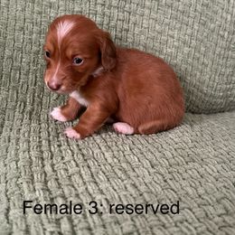 Dachshund Puppies from Sunshine’s Dachshunds