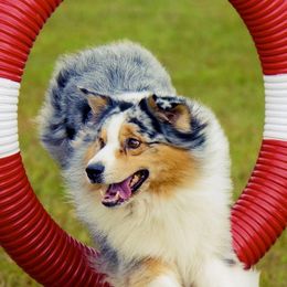 Australian Shepherds from PennOak