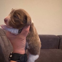 Lily - Piebald female Dachshund puppy in Corbin, Kentucky from Doxie Dapples