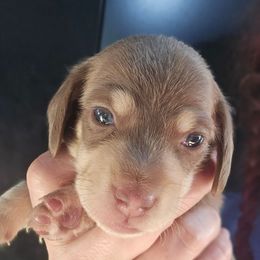 Callebaut - Chocolate and cream male Dachshund puppy in Bigfork, Minnesota from Long Ears and Long Dogs Ranch