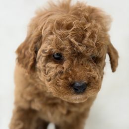 Male 2 - Red  male Goldendoodle puppy in Haleyville, Alabama from Susan’s Prefurred Doodles