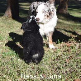 Australian Shepherd Puppies from Glacier Aussies