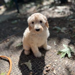 Cashew - Cream female Labradoodle puppy in Somerset, California from Annie’s Animals