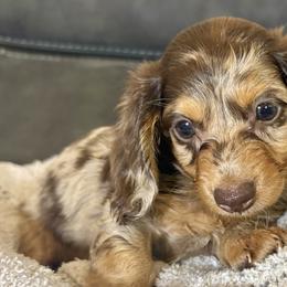 Dachshunds from Cantrell’s Dachshund Den