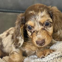 Dachshunds from Cantrell’s Dachshund Den