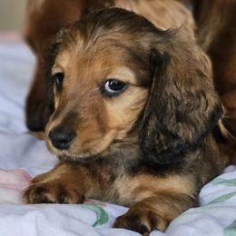 Dachshunds from Joe's Dachshunds