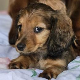 Dachshunds from Joe's Dachshunds