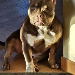 American Bully Puppies from Sky River Bullies