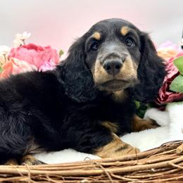 Farron - Cream male Dachshund puppy in Exeter, California from Sawtooth Miniature Dachshunds