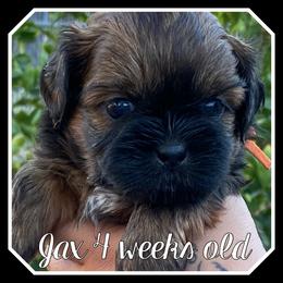 Jax - Sable male Shih Tzu puppy in Chico, California from North State Shih tzus